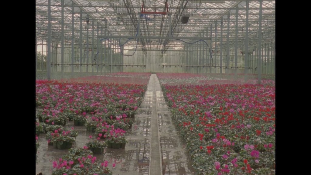Solway Steel and Cyclamen