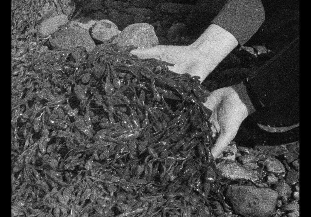 Seaweed developing workshops with 16mm film and photography with Melanie King and Julia Parks (18th & 19th November)