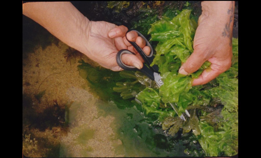 An introduction to foraging Seaweed with Jason Byles. (23rd November 2021, 6.00pm - 7.15pm)